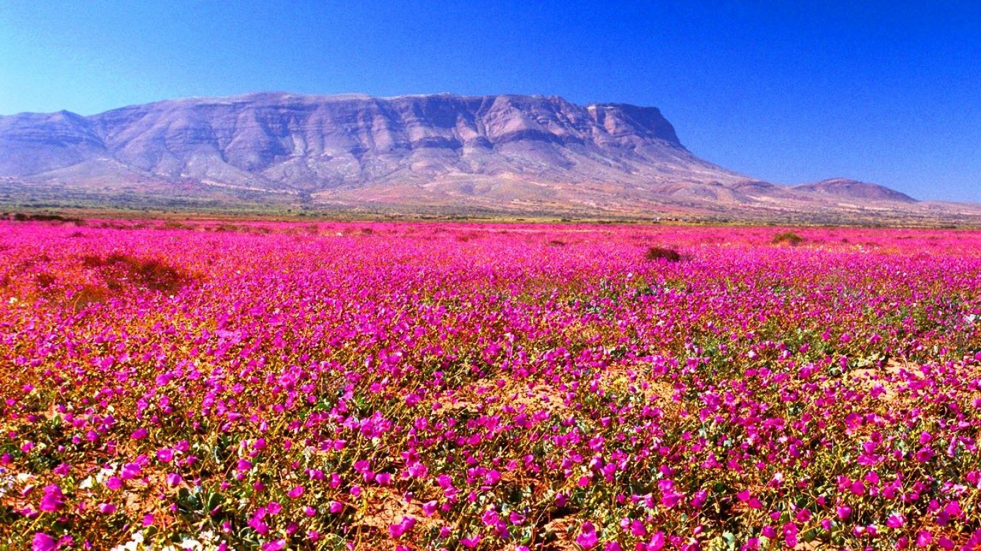 desierto-florido-reserva-nacional